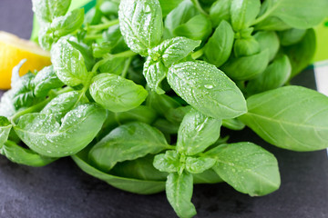 Fresh organic green basil on slate stone background