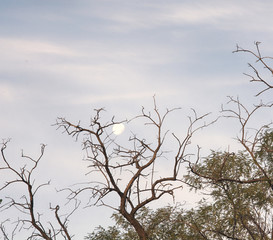 moon on a background of dried trees