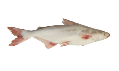 Pangasius fish isolated on white background