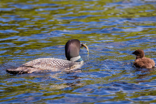 Parent Loons feeding Kids