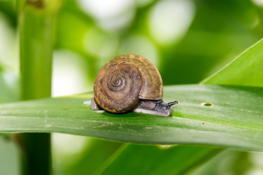 Close up Snails crawling on top of green leaves