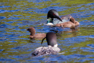 Parent Loons feeding Kids
