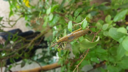 Leaf Eater