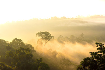 Morning light on misty forest at Hala Bala wildlife sanctuary, Thailand