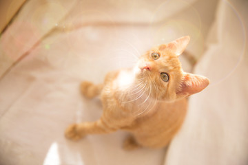 Plakat Yellow kitten looking up / Cute little ginger cat sitting on white sofa
