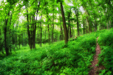 Forest path in greenwood