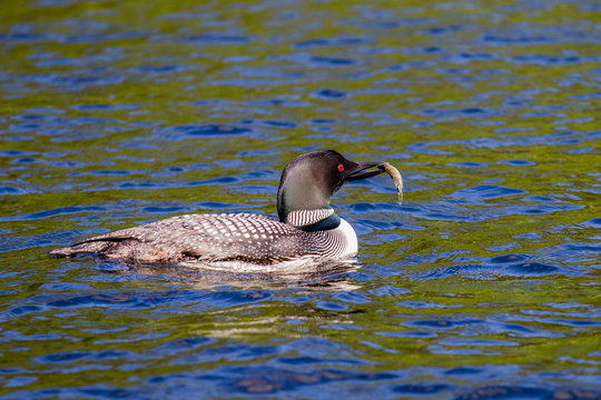 Parent Loons feeding Kids