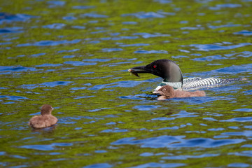 Parent Loons feeding Kids
