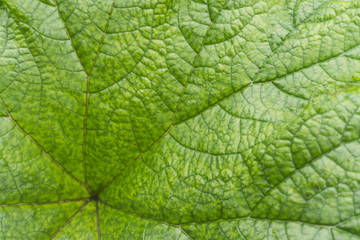 Close up of a leaf. 