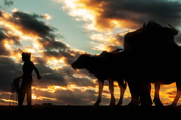 Farmer and buffalo with silhouettes.