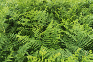 Green fern background