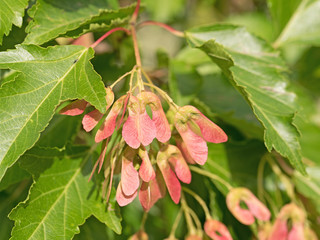 Ahorn, Acer, Früchte