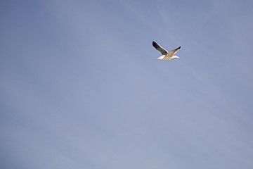 Lonely Gull