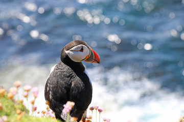 Papageientaucher auf Staffa, Schottland 3