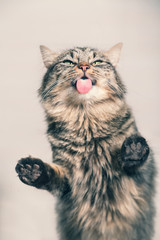 Lustiges Kätzchen zeigt ihre Zunge