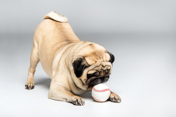 studio shot of pug dog playing with ball, isolated on grey - obrazy, fototapety, plakaty