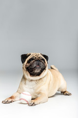 studio shot of pug dog playing with ball, isolated on grey