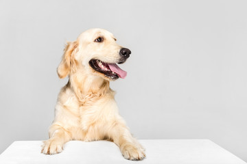 golden retriever dog with white empty blank, isolated on grey - obrazy, fototapety, plakaty