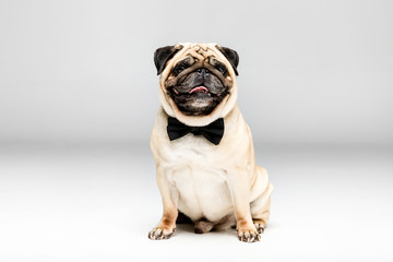 studio shot of cute pug dog in bow tie, isolated on grey
