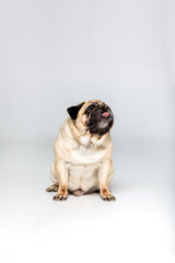 Obraz premium studio shot of cute pug dog, isolated on grey