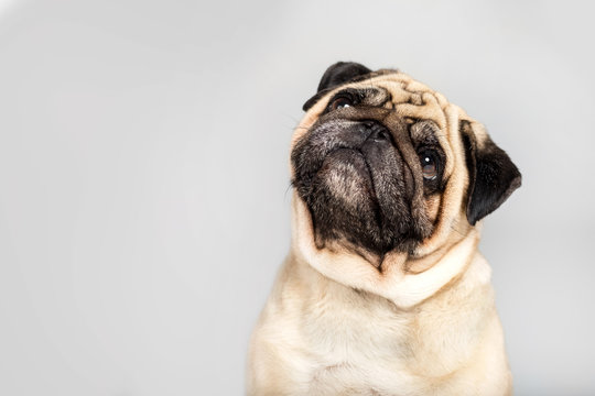 studio shot of funny pug dog, isolated on grey