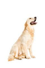 golden retriever dog standing and looking away, isolated on white