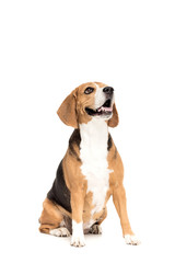 cute funny beagle dog looking up, isolated on white
