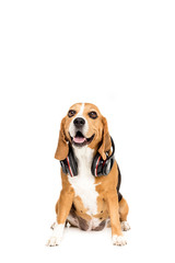 funny beagle dog sitting with headphones, isolated on white