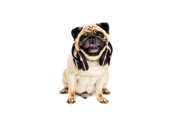 studio shot of pug dog with headphones, isolated on white