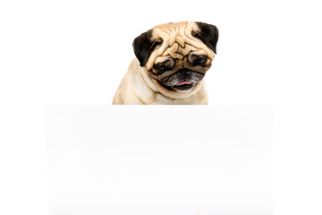 studio shot of pug dog with white empty template, isolated on white