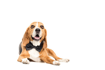 cute beagle dog lying in bow tie, isolated on white