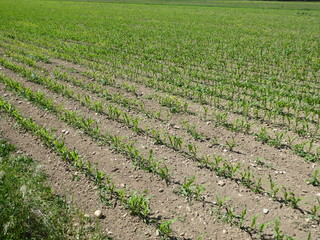 Symmetrical corn field - 165418898