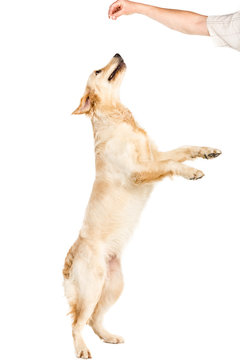 Golden Retriever Dog Jumping Up, Isolated On White