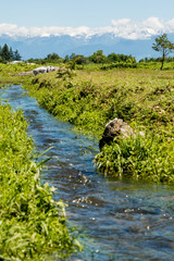 Alpine meadow with a stream in the background of snowy mountains
