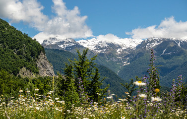 Snowy mountain peaks and green meadows and forests