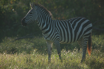 zebra