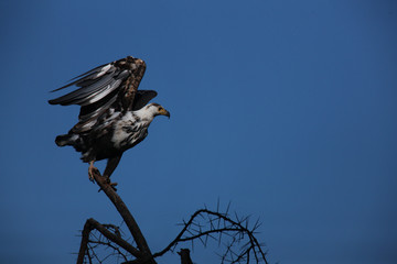 eagle