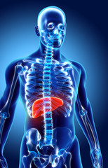 3D illustration of Liver.