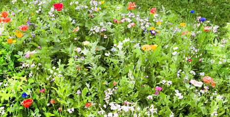 Blumenwiese