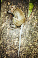 Long tail macaque monkey