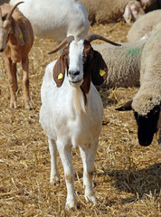 Obraz premium Junger Ziegenbock