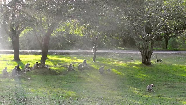 Groop of wild macaques playing on the grass and climbing the trees in the Anuradhapura ancient city, Sri Lanka