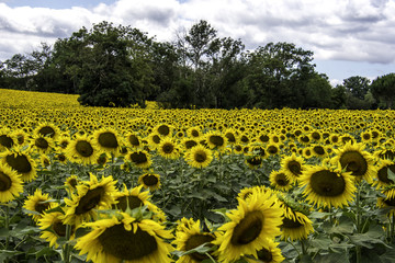 Tournesols