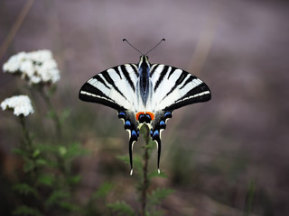 White butterfly machaon close-up top view at the purpel background sitting at beautiful flower