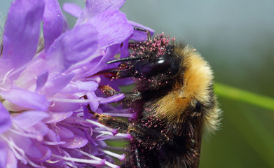 Bumblebee on a pink flower