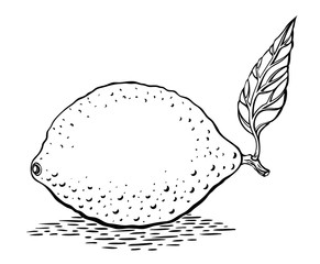 Cartoon image of lemon. An artistic freehand picture.