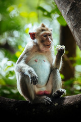 Long tail macaque monkey