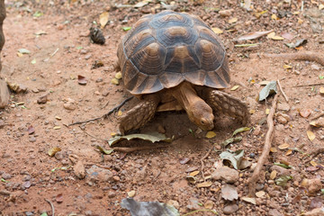 Sulcata tortoise, African spurred tortoise (Geochelone sulcata) is one of the largest species of tortoise in the world.
