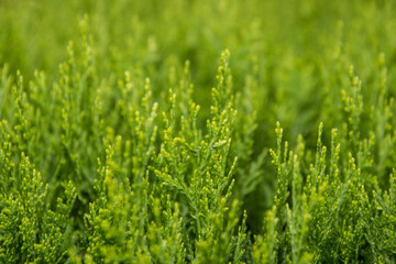 Green tree branches and leaves as natural background.