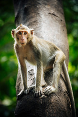 Long tail macaque monkey